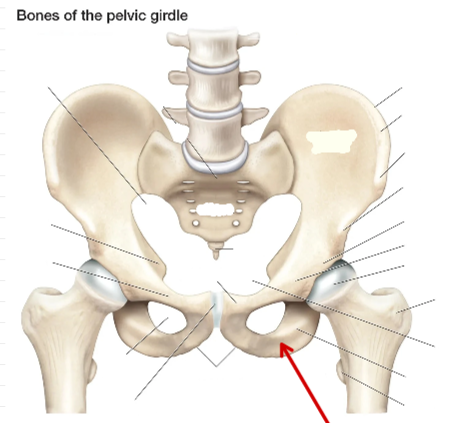 <p>Hip Bone</p>
