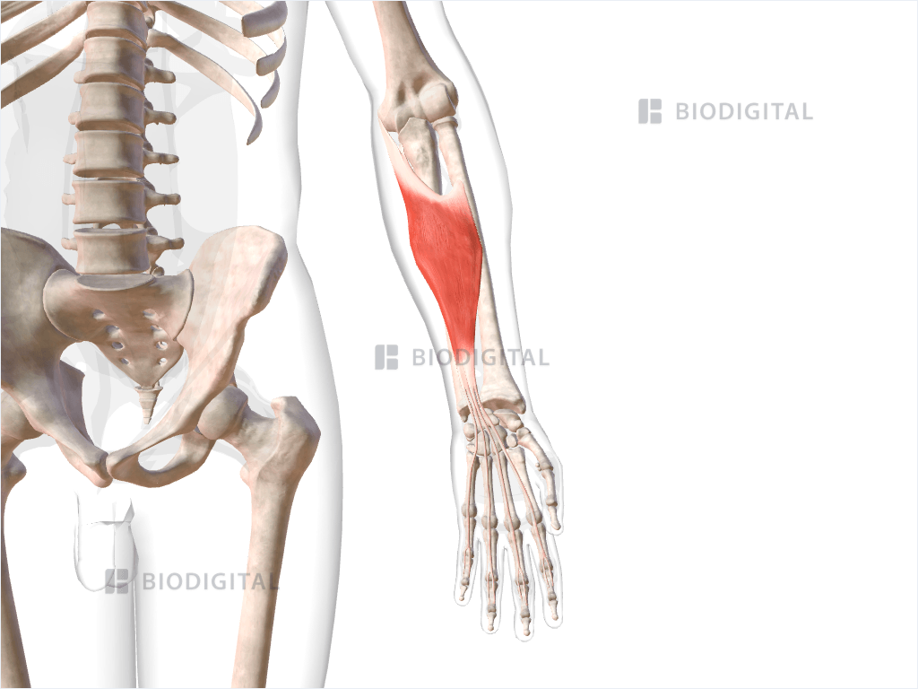 <p>flexor digitorum superficialis m. </p><ol><li><p>Origin</p></li></ol><ol><li><p>Insertion</p></li><li><p>Action</p></li></ol><p></p>