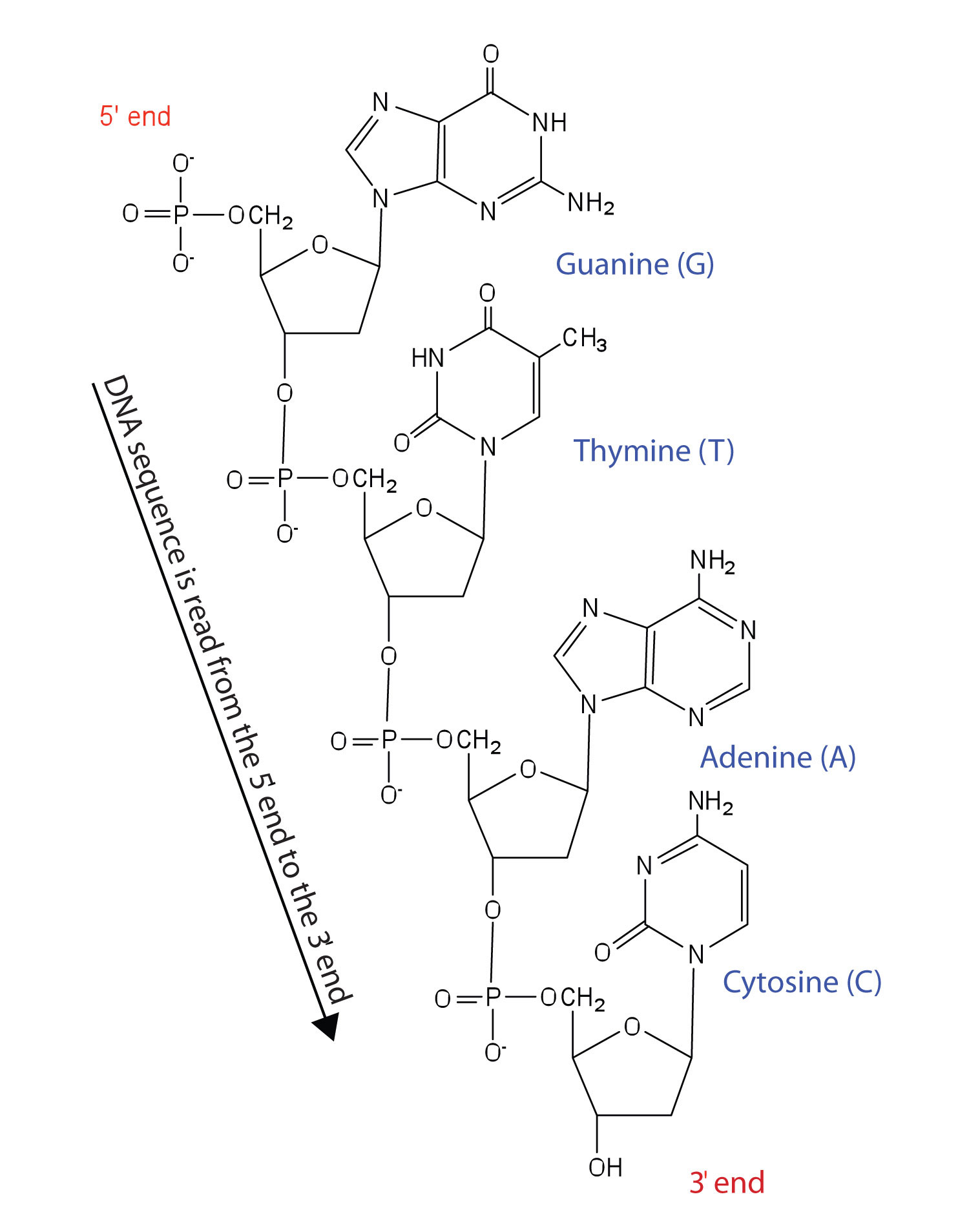 <p>Primary Structure (Nucleic Acid)</p>
