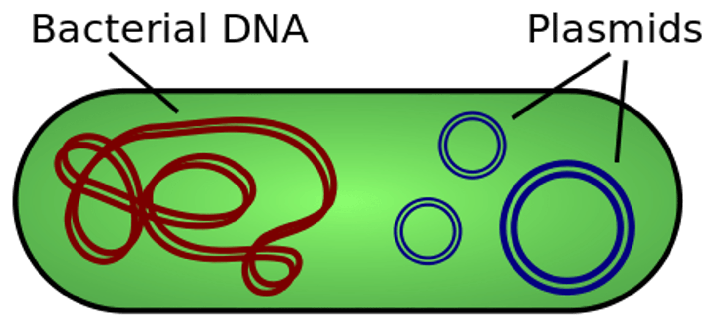 <p>extrachromosomal; horizontally</p>