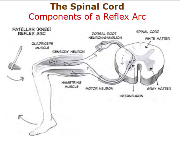 <p>functions - communcation between brain and periphery</p><ul><li><p>carry sensory impulses from bbody to brain or</p></li><li><p>motor impulses from brain to body</p></li></ul><p>spinal reflexes - no ned for a brain! how does that work?</p><p>stimulus → sensory neuron → dorsal root neuron/ganglion → spinal cord → white matter (tracts) → grey mattter → interneuron → motor neuron → hamstring muscle</p><p></p>