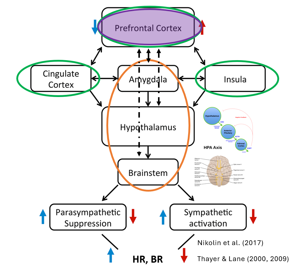 <p>CNS is deel van ANS</p><ul><li><p>perifeer kan niet geïsoleerd onderzocht worden</p></li><li><p>psychologische ervaringen gevormd door interpretatie hersenen van lichamelijke signalen</p></li></ul><p>→ <strong>Cortico</strong>: traag (bewust)</p><p>→ <strong>Subcortico</strong>: snel</p>