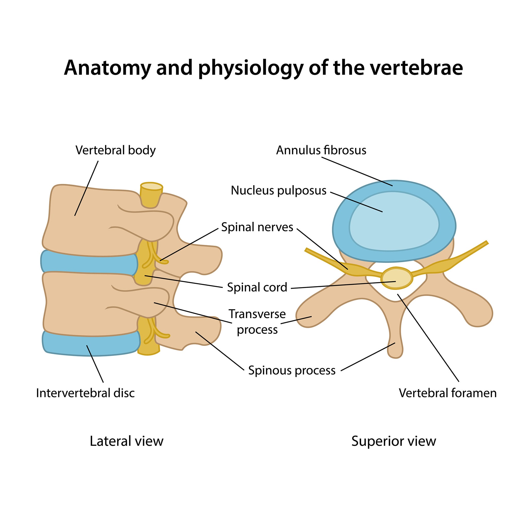 <p>Functions of intervertebral discs of vertebral column</p>