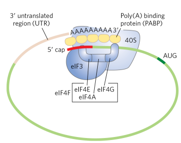 <p>The small ribosomal subunit, along with initiation factors, binds both the 5’ cap and the polyA tail to align the mRNA at the correct AUG start codon. This ensures only intact mRNAs are translated (quality control).</p>