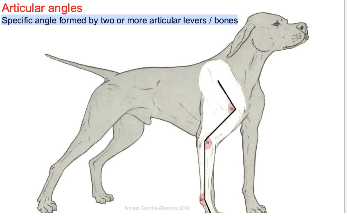 <p>Specific angle formed by two or more articular levers / bones</p>