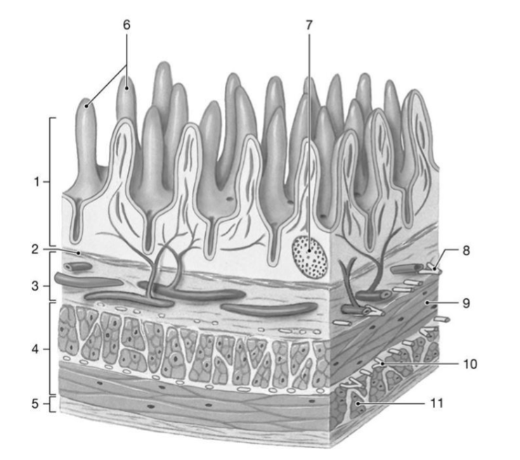 <p>what is the function of the structure labeled โ3โ?</p>