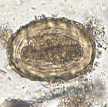 <p>Rough, bumpy egg with thick shell</p>