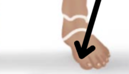 <p>Medical term, region, anteiror/posterior?</p>