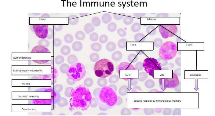 <p>Innate and adaptive immune system </p>