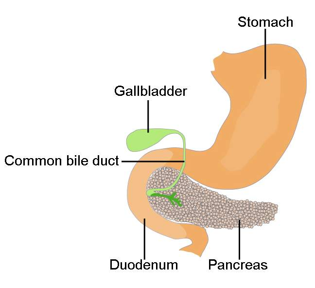 <p>Pancreas </p>