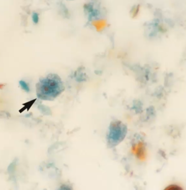 <p><span style="background-color: rgba(0, 0, 0, 0); line-height: 19.7625px;">What is the species in this photo and WHY?</span></p>