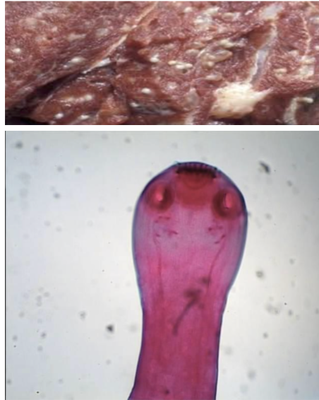 <ul><li><p>MOT - Eating undercooked beef with cysticerci</p></li><li><p>Infective stage - Cysticerci</p></li><li><p>Hosts - D - Human, I - Cattle </p></li><li><p>Disease - Taeniasis </p></li></ul><p></p>