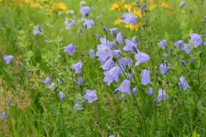 <p><em>early to mid successional</em></p>