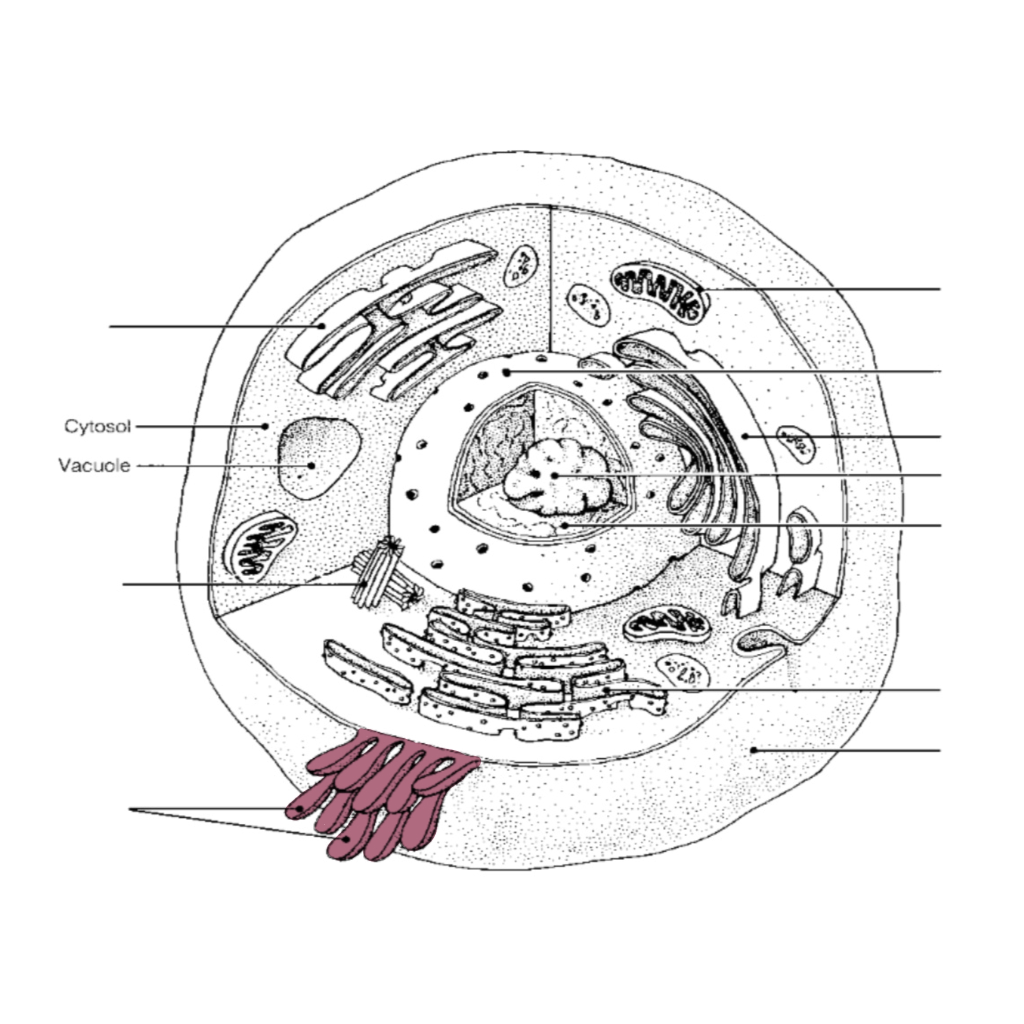 <p>cell “fingers”</p>