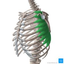 <p>Muscle located on the lateral aspects of the thorax that functions to protract and stabilize the scapula. It originates from the upper eight or nine ribs and inserts along the medial border of the scapula. </p>