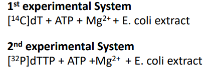 <p>The nucleoside dT must be converted into a nucleotide (dTTP) to be incorporated into DNA. In the first mixture, any contaminating kinase could phosphorylate dT, allowing DNA polymerase to use it. During fractionation, DNA polymerase was separated from the kinase (they have different properties), so the kinase was no longer present. Without kinase, dT could not be converted to dTTP, and the polymerase could not add it to the growing DNA chain → no radioactive pellet formed.</p>