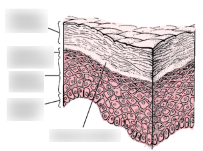 <p>The epidermis can be divided into how many layers</p>