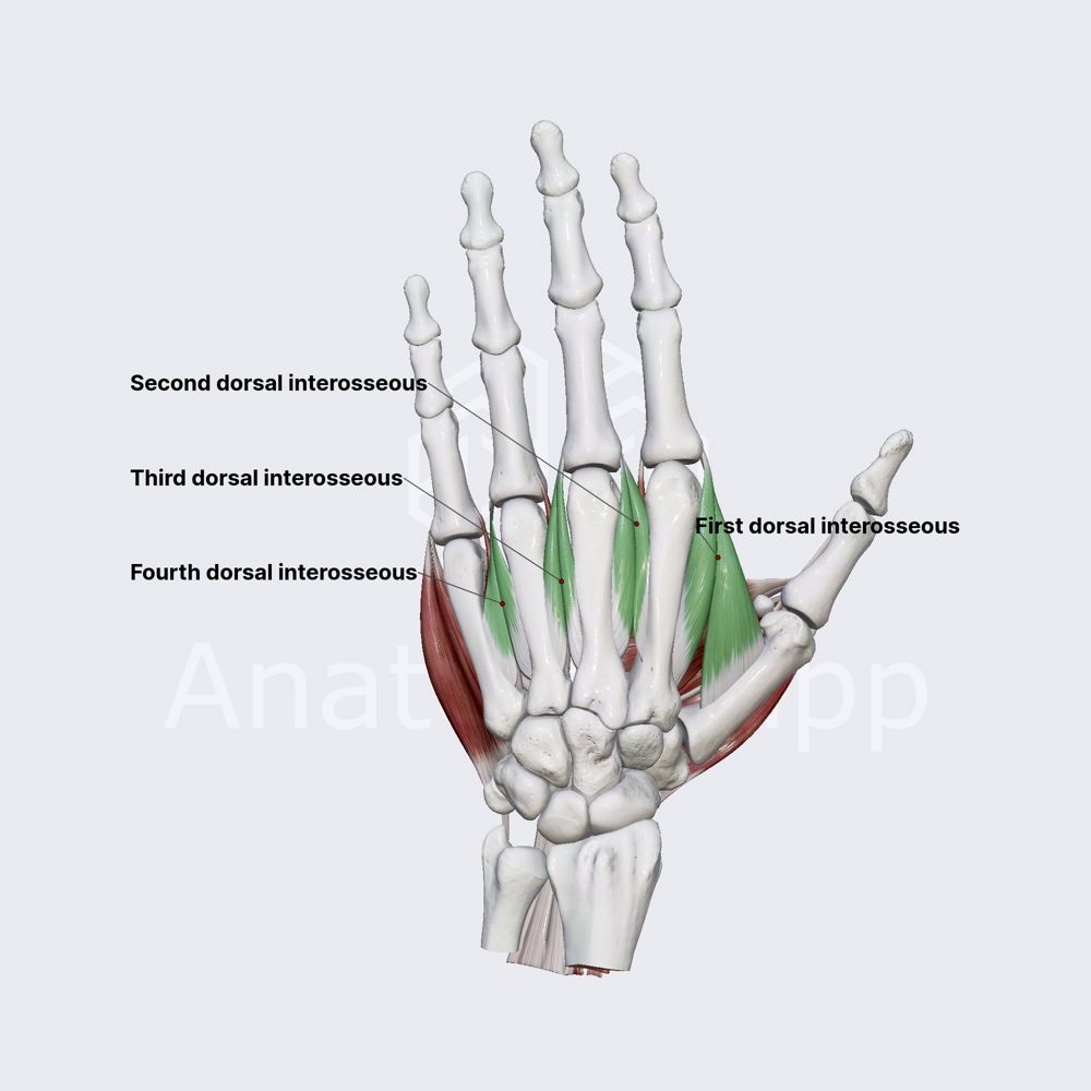 <p>What is the action of the dorsal interossei?</p>