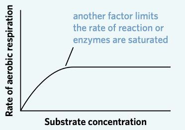 <p><span style="font-family: Aptos, sans-serif; line-height: 115%;">Is an input/reactant in first stage of cellular respiration (glycolysis).</span></p><p><span style="font-family: Aptos, sans-serif; line-height: 115%;">Limiting number of reactants limits the rate of glycolysis, and vice versa.</span></p><p><span style="font-family: Aptos, sans-serif; line-height: 115%;">As outputs / products of glycolysis become inputs for the Krebs cycle, limited glucose will limit the reactions in the next stages.</span></p><p><span style="font-family: Aptos, sans-serif; line-height: 115%;">Providing temperature remains constant, increasing the glucose concentration will increase the rate of respiration, until it reaches its maximum rate (as controlled by the concentration of enzymes and cofactors).</span></p><p><span style="font-family: Aptos, sans-serif; line-height: 115%;">Low glucose concentration = decreased rate of respiration.</span></p><p><span style="font-family: Aptos, sans-serif; line-height: 115%;">(HOW TO ANSWER)</span></p><img src="https://assets.knowt.com/user-attachments/8e55d6c9-95a4-43f3-8302-24bc72fc687f.png" data-width="50%" data-align="center"><p></p>