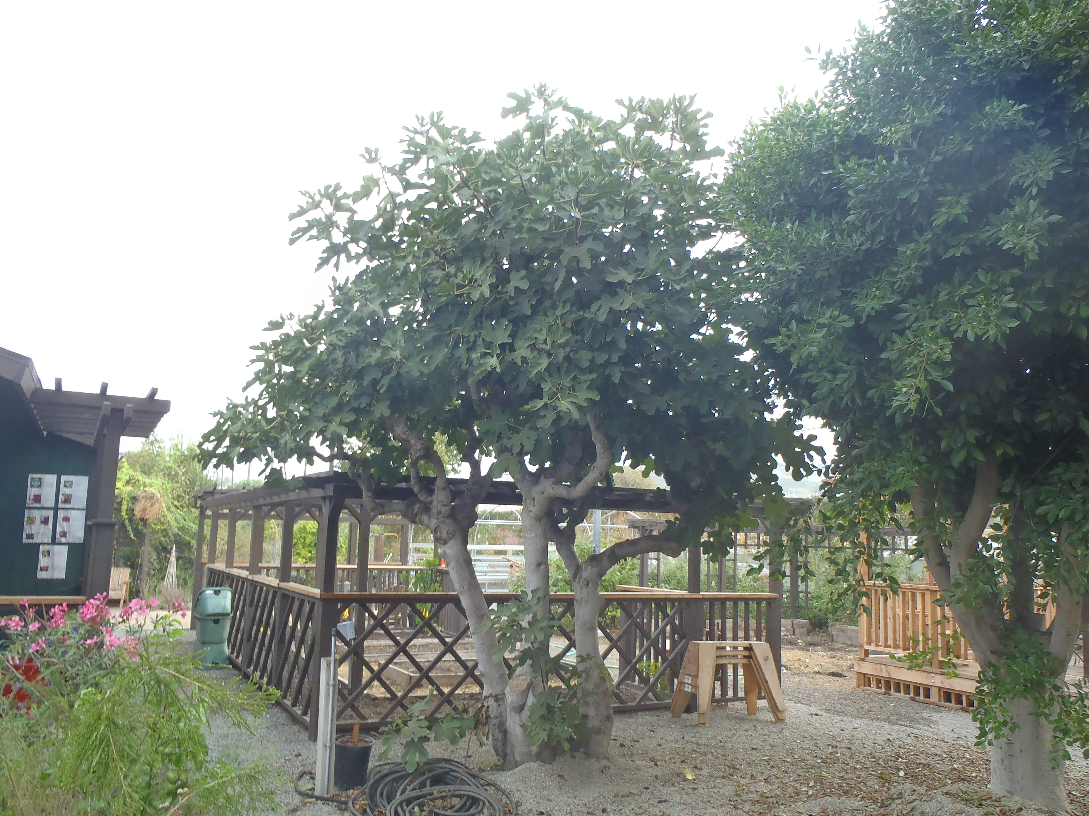 <p>Ficus carica - Edible Fig</p>