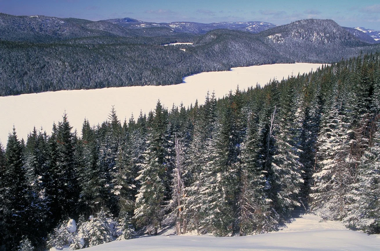 <p>Where boreal forest/taiga</p>