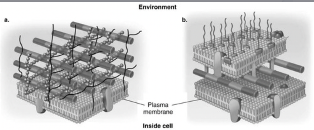 <p><span>In Figure 4.3, which diagram of a cell wall is a gram-negative cell wall?</span><br><br><span>a) both a and b</span><br><span>b) b</span><br><span>c) neither a nor b</span><br><span>d) The answer cannot be determined based on the information provided.</span><br><span>e) a</span></p>