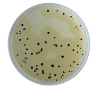 <ul><li><p><strong>Sodium metabisulphite + ammonium ferric citrate</strong> → H₂S indicator</p></li><li><p><strong>Antibiotics (polymyxin, sulphadiazine, oleandomycin)</strong> → selectivity</p></li><li><p><strong>Yeast for growth promotion</strong></p></li></ul><p></p>