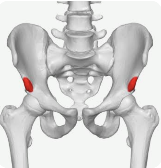 <p>Name this part of the iliac spine</p>