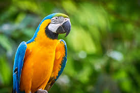 <ul><li><p><strong>central</strong> and <strong>south america</strong></p></li><li><p>powerful beak</p></li></ul><p></p>