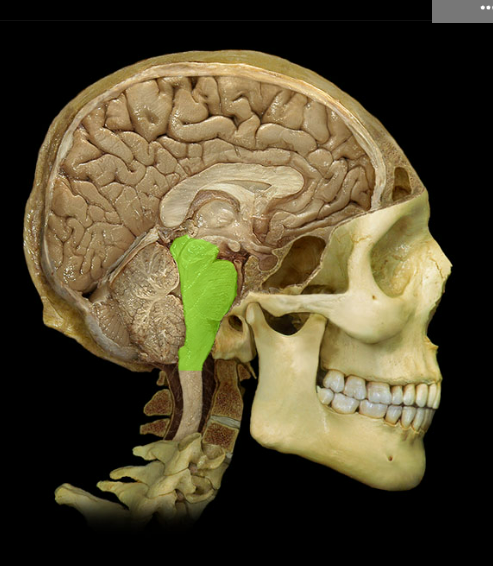 <p>Brainstem</p>