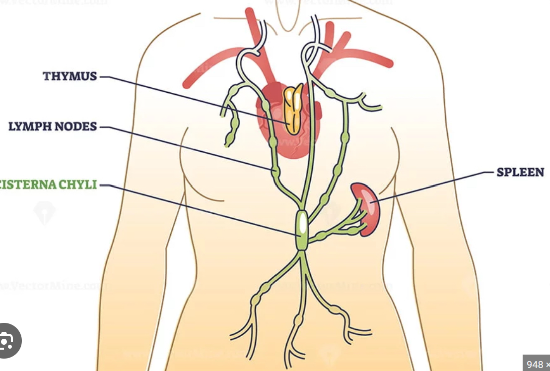 <ul><li><p>arises from the cisterna chyli (in lower abdomen)</p></li><li><p>drains the rest of the body (excluding the upper right arm, right side of the head and thorax)</p></li></ul><p></p>