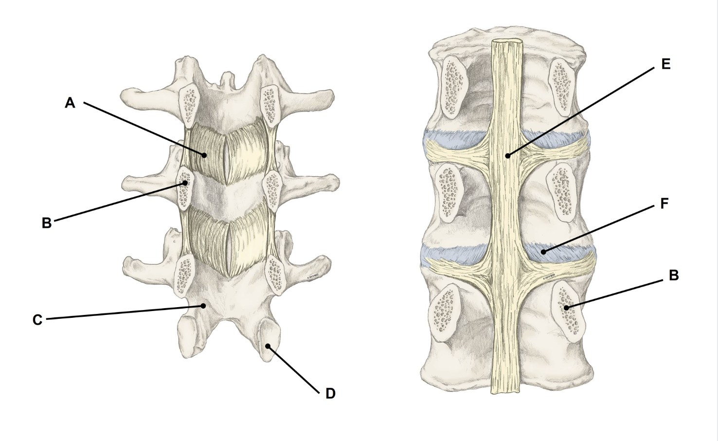 <p>Match the appropriate term with the landmark or structure </p>