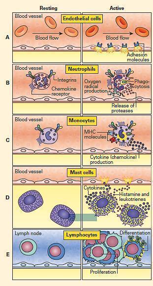 <ol><li><p>Initial vasoconstriction (secs) to stop bleeding, platelet aggregation, blood coagulation</p></li><li><p>Vasodilation (cause of redness & heat of area, by histamine release): to bring in leukocytes</p></li><li><p>Increase vascular permeability</p></li><li><p>Neutrophils will transmigrate through intercellular junction to the extracellular matrix</p></li><li><p>Leukocytes release chemical mediators</p></li><li><p>Phagocytosis</p></li></ol><p></p>