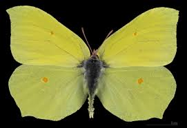 <p>rad:</p><p>druh:</p>