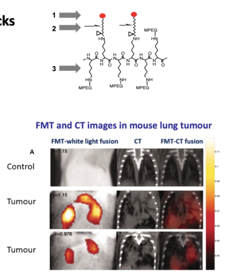 <ul><li><p>Important in <strong>invasion, metastases, angiogenesis</strong></p></li><li><p>Frequently overexpressed at tumour site</p><ul><li><p>Cathepsins, MMPs, Caspases, PSA, Thrombin</p></li></ul></li><li><p>Smart probe activated → emits <strong>strong signal detected by imaging</strong></p></li></ul><p></p>