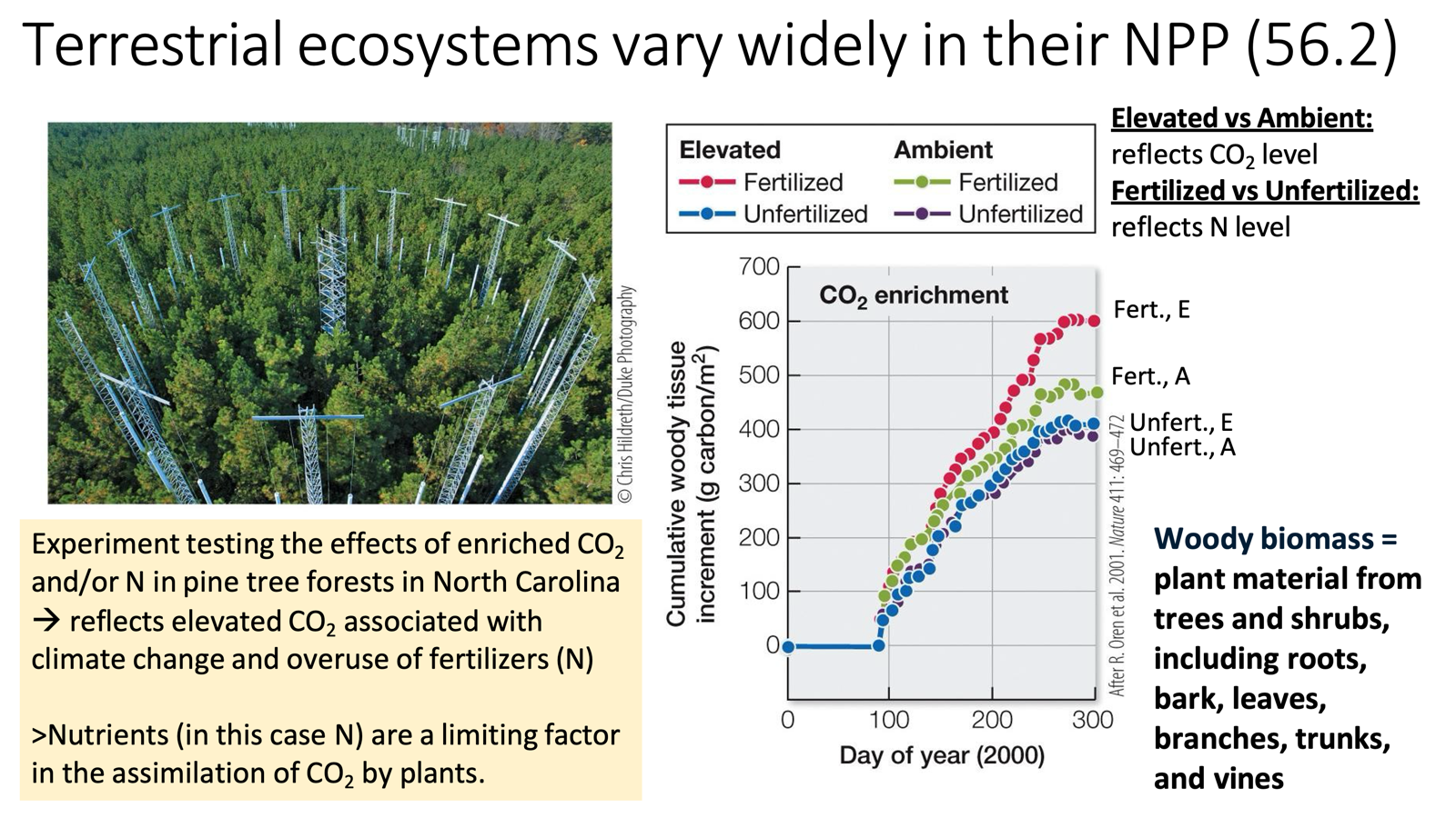 <ul><li><p><span>Experiment testing the effects of enriched CO<sub>2 </sub>and/or N in pine tree forests in North Carolina</span></p><ul><li><p><span>Reflects elevated CO<sub>2 </sub>associated with climate change and overuse of fertilizers (N)</span></p></li><li><p><span>Nutrients (in this case, N) are a limiting factor in the assimilation of CO<sub>2 </sub>by plants.</span></p><ul><li><p><span>Elevated is elevated CO2 conditions, ambient is current/normal CO2 conditions. </span></p></li></ul></li><li><p><span>Under either elevated or ambient conditions, NPP was highest in the forest that received additional nitrogen.</span></p><ul><li><p><span>Hence, if a nutrient is limiting, it might need another to support it. CO2 can be useful, but only when given nitrogen to supplement.</span></p></li></ul></li></ul></li></ul><p></p>