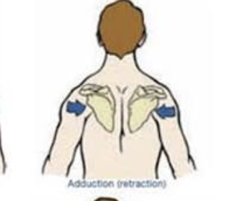<p><strong>retraction/adduction of scapula </strong></p><p>synergistic w levator scapulae in elevation of scapula & inferior lateral rotation of scapula</p>