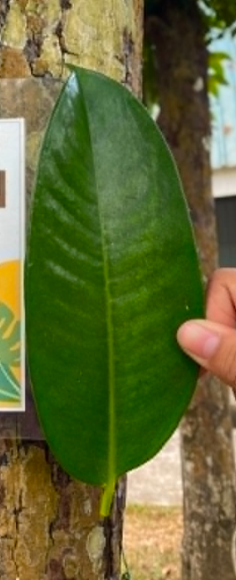 <p>Mangosteen</p><p>Clusiaceae</p><p>Tree</p><p>Sexual</p><p>Perennial</p>