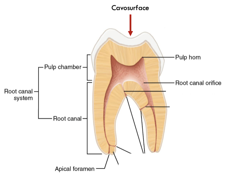 <p>What is a canal</p>