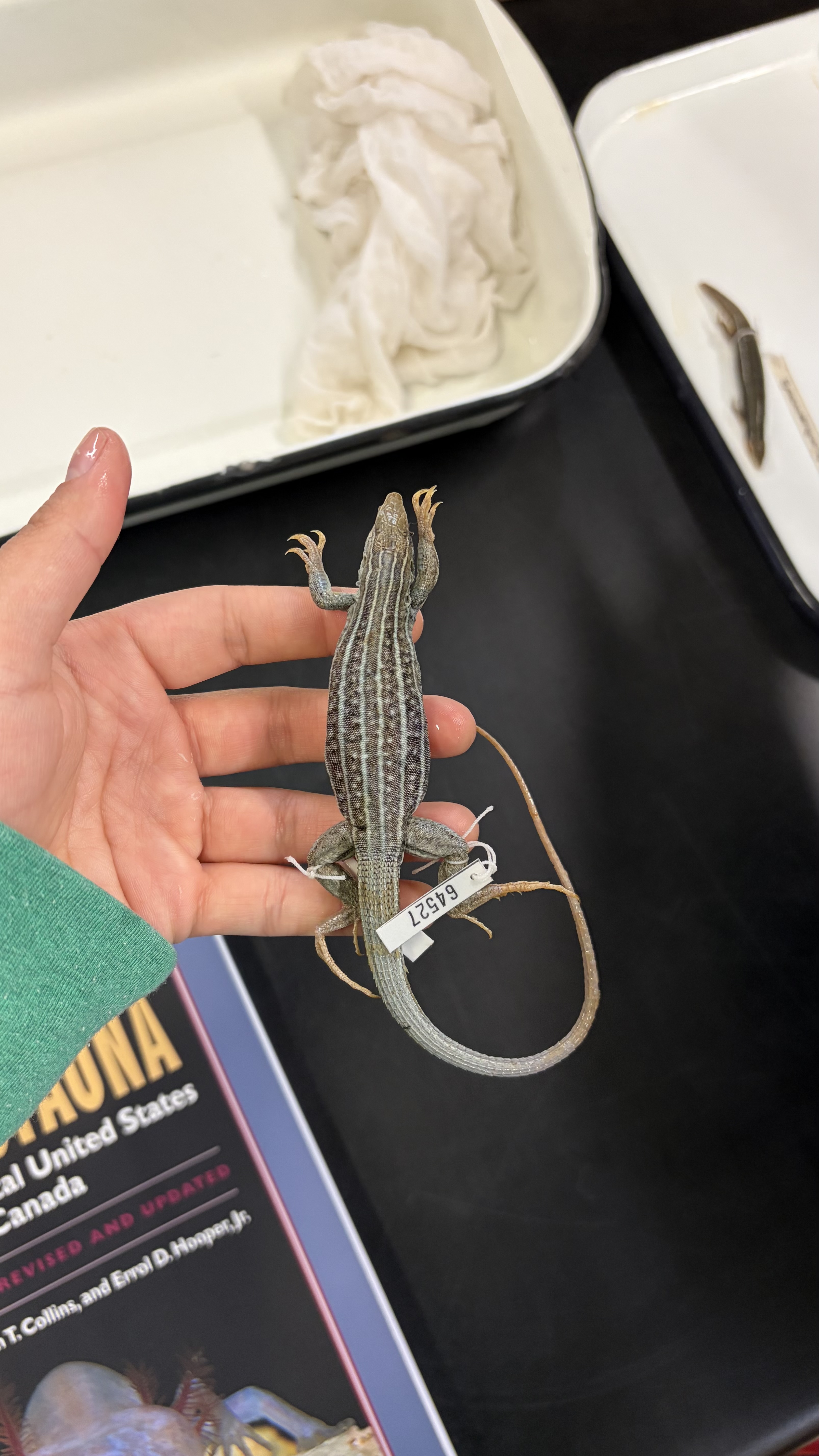 <ul><li><p>has 6 lines going from head to start of tail</p></li><li><p>has darker surfaces in between the lines</p></li><li><p>has small dots in those dark surfaces</p></li><li><p>very keeled scales on tail</p></li></ul><p></p>
