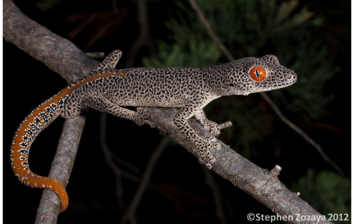 <p>Family: Gekkonidae</p>