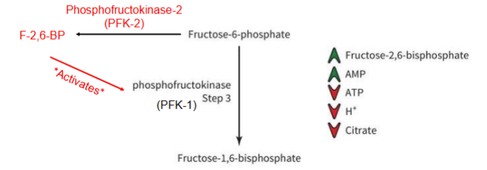 <ul><li><p>F-2,6-BP is a strong PFK allosteric activator that is produced by another isoform of PFK called PFK-2</p></li><li><p>Lots of F-6-P leads to the production of F-2,6-BP, which activates PFK to increase rate (feed-forward activation)</p></li></ul><p></p>
