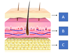 <p>What part of the skin is represented by A</p>