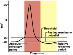 <p>allows discrete impulses to be produced</p><p>limits the frequency of impulse transmission</p>