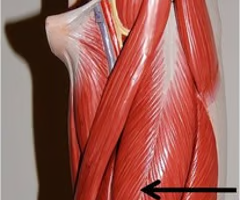 <p>Muscle, Origin, Insertion, Action, muscle group. Perform the action on your own body</p>