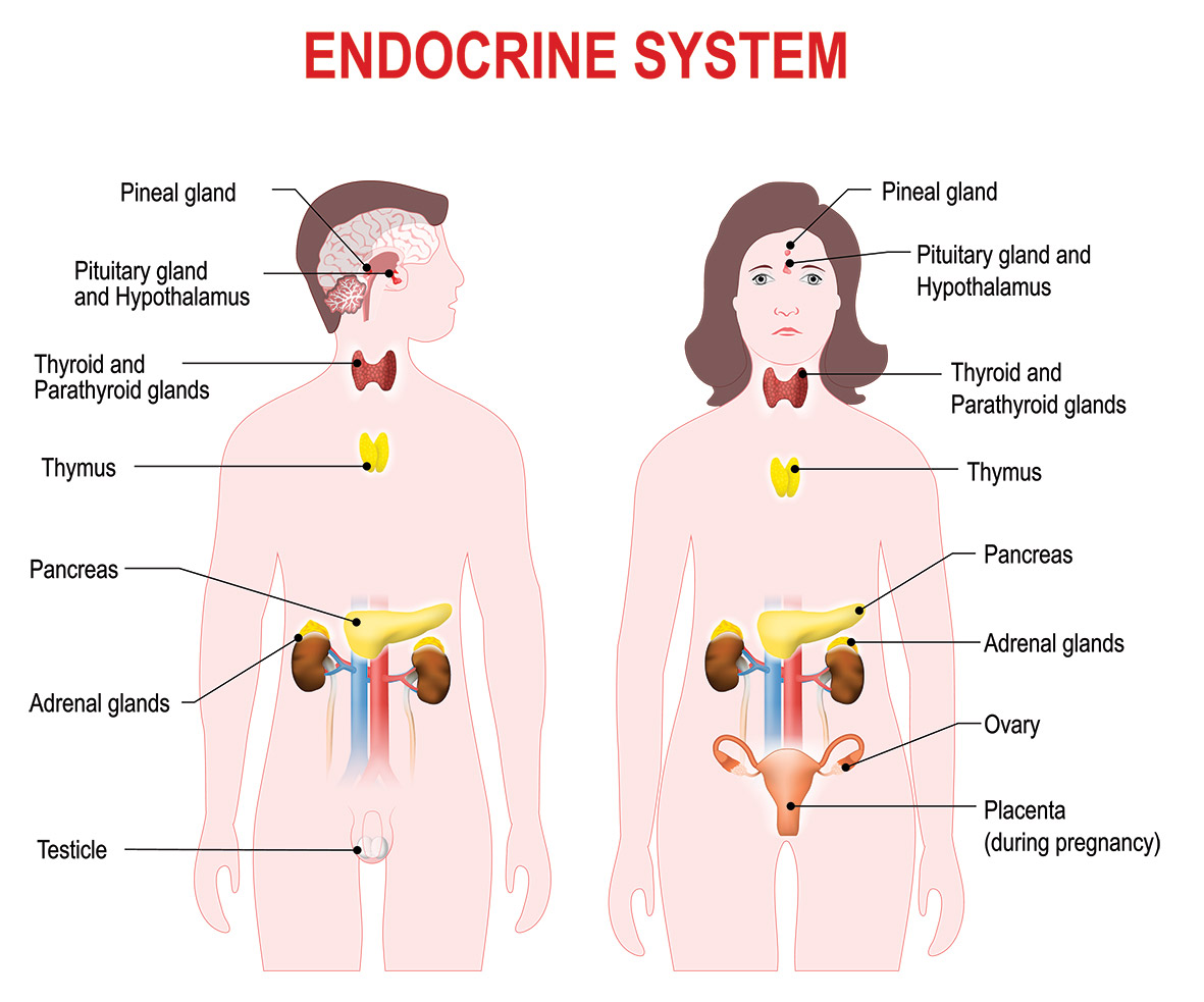 <p>Endocrine System</p>