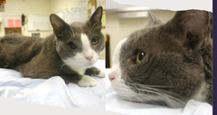 <p>A cat presents with enopthalamia, nasofacial deformity that looks like this, open mouth breathing, sneezing, and nasal discharge. Thoughts?</p>