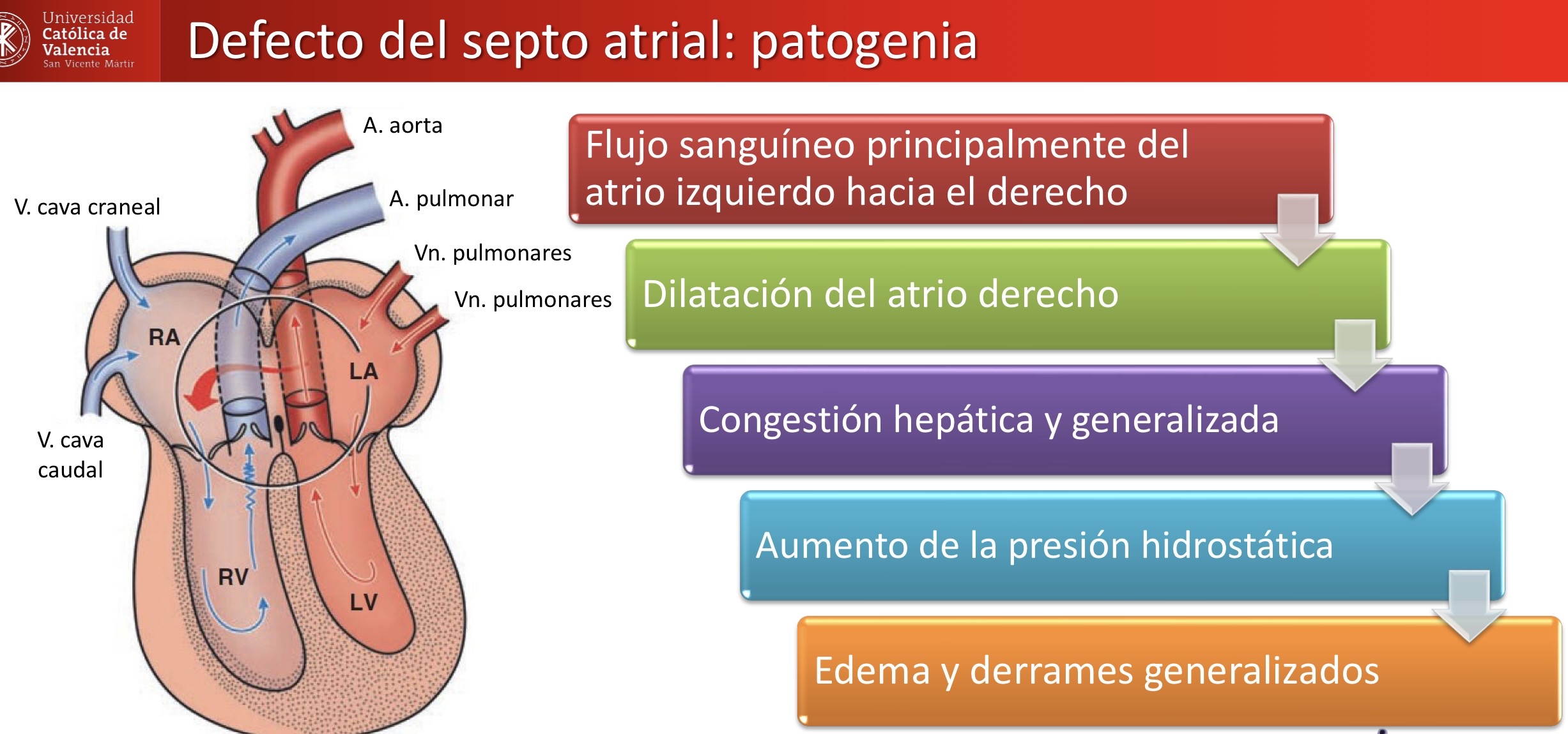 <p>CARDIOVASCULAR: defecto del septo atrial </p><p>Lesiones asociadas: congestión hepatica y dilatación de la vena cava caudal </p>