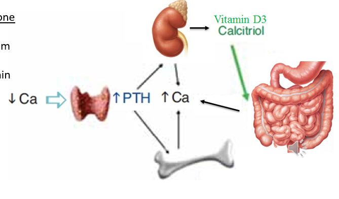 <ul><li><p>Secreted by chief cells of the parathyroid gland </p></li><li><p>Secreted in response to declining calcium ion levels</p></li><li><p>Effects: </p><ul><li><p>Increases release of calcium ions from bone by stimulating osteoclast activity </p><ul><li><p>Breaks down bone to free up calcium ions</p></li></ul></li><li><p>Acts on kidneys to convert inactive vitamin D into its active form, calcitrol (Vitamin D<sub>3</sub>) </p><ul><li><p>Increases absorption of calcium from diet </p></li></ul></li><li><p>Increases reabsorption of calcium ions in kidneys </p></li></ul></li></ul><p></p>