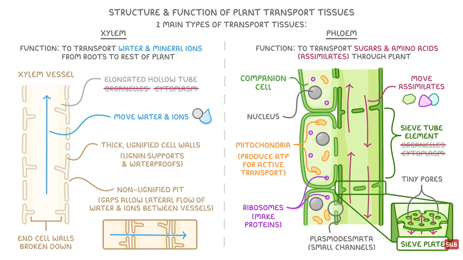 <p>in vascular system to move substances quiclkly and efficiently</p><p><strong>xylem: </strong>to move water and mineral ions from roots to rest of the plant</p><ul><li><p>no organelles or cytoplasm→elongated hollow tube for water flow</p></li><li><p>no end cell walls→continuous column so water can continuously flow</p></li><li><p>cell walls strengthed with lignin(dead cells)→waterproofing and support so it stays upright and no water escapes plant, also so it doesn’t collapse from tension in transpiration</p></li><li><p>non lignified pit→aps to allow lateral flow of water and ions between adjacent vessels</p></li></ul><p><strong>phloem: </strong>to transport dissolved assimilates(sugar and amino acids) through plant</p><ul><li><p>sieve tube cells joined end to end→form long columns to carry assimilates</p></li><li><p>no organelles or cytoplasm in sieve tubes→hollow for easier flow</p></li><li><p>sieve plates have tiny pores/gaps →let assimilates flow through</p></li><li><p>plasmodesmata→small channel to let substances pass betwseen companion celll and sieve tube</p></li><li><p>companion cell has lots of mitochondria to produce ATP for active transport, ribosomes make proteins that the phloem needs to function</p></li></ul><p></p>